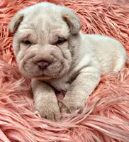 Minnie, a female Chinese Shar-Pei for sale in Pikeville, TN – 3 of 4