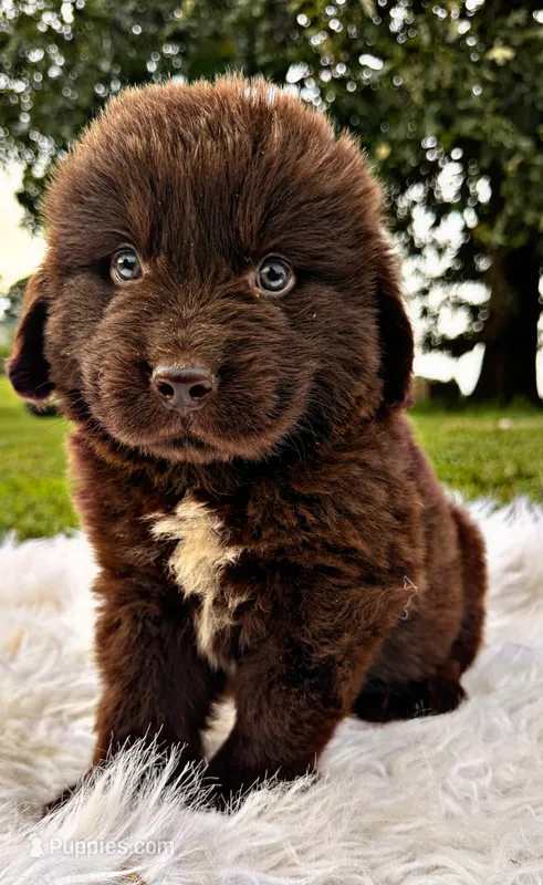 Toby – Newfoundland puppy for sale in Pikeville, TN