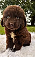 Toby, a male Newfoundland for sale in Pikeville, TN – 1 of 4