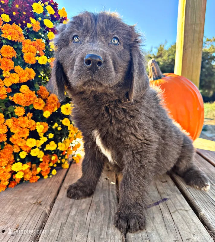 Jabba – Newfoundland puppy for sale in Pikeville, TN