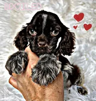 Drew, a male Cocker Spaniel for sale in Pikeville, TN – Photo 3 of 3