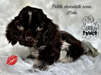 Drew, a male Cocker Spaniel for sale in Pikeville, TN – Photo 2 of 3