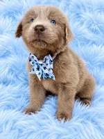 Dawson, a male Newfoundland for sale in Pikeville, TN – 2 of 2