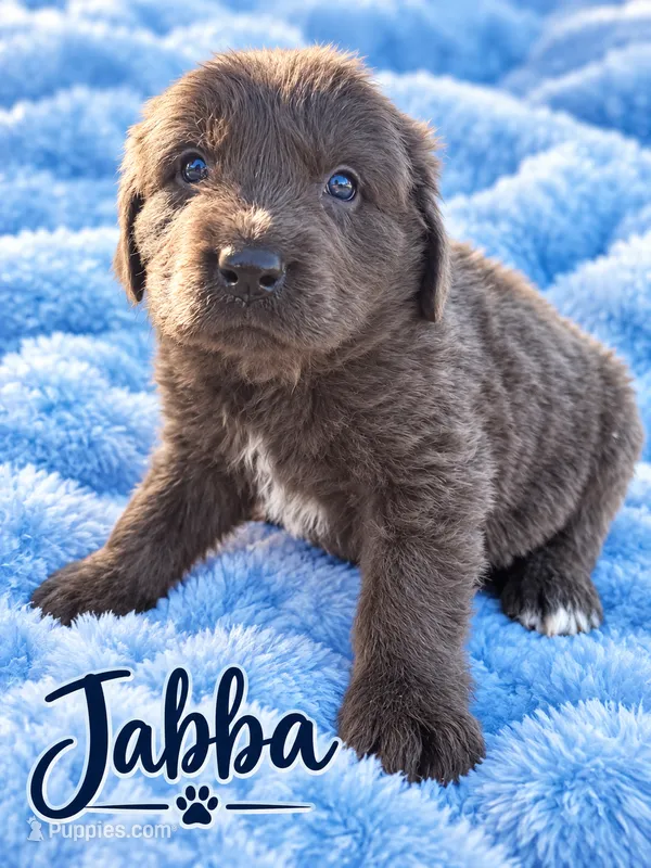 Jabba – Newfoundland puppy for sale in Pikeville, TN