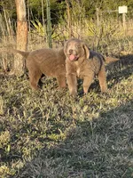 Claire, a female Newfoundland for sale in Pikeville, TN – Photo 5 of 10