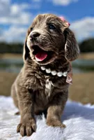 Claire, a female Newfoundland for sale in Pikeville, TN – Photo 7 of 10