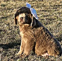 Claire, a female Newfoundland for sale in Pikeville, TN – Photo 1 of 10