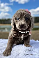 Claire, a female Newfoundland for sale in Pikeville, TN – Photo 10 of 10