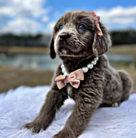 Claire, a female Newfoundland for sale in Pikeville, TN – Photo 8 of 10