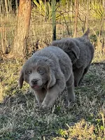 Claire, a female Newfoundland for sale in Pikeville, TN – Photo 3 of 10