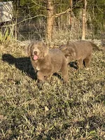 Claire, a female Newfoundland for sale in Pikeville, TN – Photo 6 of 10