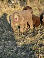 Claire, a female Newfoundland for sale in Pikeville, TN – Photo 4 of 10