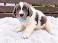 Boomer, a male Newfoundland for sale in Pikeville, TN – 2 of 7