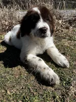 Casey Jo, a female Newfoundland for sale in Pikeville, TN – Photo 7 of 7