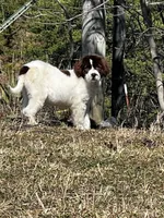 Casey Jo, a female Newfoundland for sale in Pikeville, TN – Photo 4 of 7