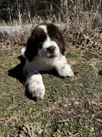 Casey Jo, a female Newfoundland for sale in Pikeville, TN – Photo 5 of 7