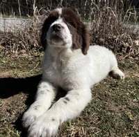Casey Jo, a female Newfoundland for sale in Pikeville, TN – Photo 3 of 7