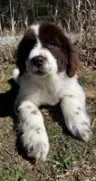 Casey Jo, a female Newfoundland for sale in Pikeville, TN – Photo 2 of 7
