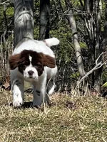 Casey Jo, a female Newfoundland for sale in Pikeville, TN – Photo 6 of 7