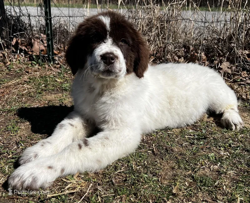 Casey Jo, a female Newfoundland for sale in Pikeville, TN – Photo 1 of 7