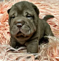 Jonah, a male Chinese Shar-Pei for sale in Pikeville, TN – 3 of 4