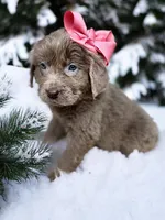 Cassie, a female Newfoundland for sale in Pikeville, TN – Photo 4 of 10