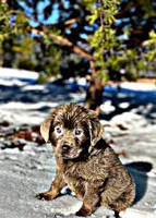 Cassie, a female Newfoundland for sale in Pikeville, TN – Photo 1 of 10