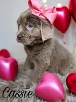 Cassie, a female Newfoundland for sale in Pikeville, TN – Photo 3 of 10
