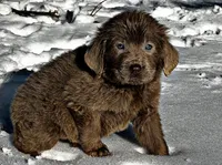 Cassie, a female Newfoundland for sale in Pikeville, TN – Photo 2 of 10