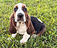Jonesy, a male Basset Hound for sale in Pikeville, TN – 1 of 7