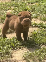 Jonah, a male Chinese Shar-Pei for sale in Pikeville, TN – 4 of 7