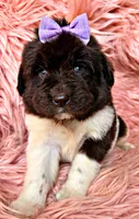 Lolli, a female Newfoundland for sale in Pikeville, TN – 2 of 5