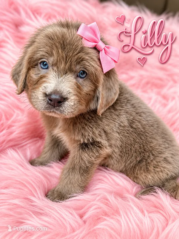 Lilly – Newfoundland puppy for sale in Pikeville, TN