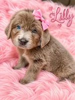 Lilly, a female Newfoundland for sale in Pikeville, TN – 1 of 2