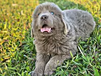 Silver Puppies, a female Newfoundland for sale in Pikeville, TN – 2 of 3