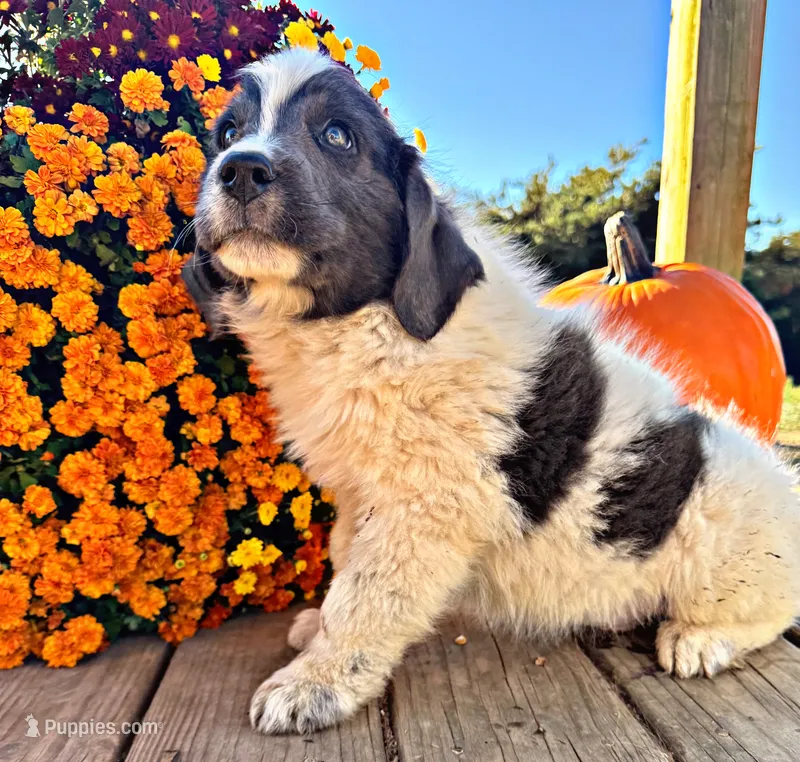 Boomer – Newfoundland puppy for sale in Pikeville, TN