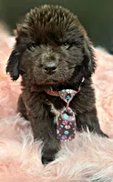 Briggs, a male Newfoundland for sale in Pikeville, TN – 2 of 3