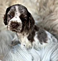 Rolo, a male Cocker Spaniel for sale in Pikeville, TN – Photo 3 of 6