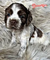 Rolo, a male Cocker Spaniel for sale in Pikeville, TN – Photo 4 of 6