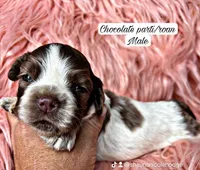 Rolo, a male Cocker Spaniel for sale in Pikeville, TN – Photo 5 of 6