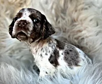 Rolo, a male Cocker Spaniel for sale in Pikeville, TN – Photo 2 of 6