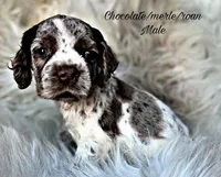 Rolo, a male Cocker Spaniel for sale in Pikeville, TN – Photo 1 of 6