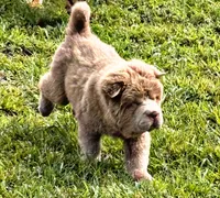 Boomer, a male Chinese Shar-Pei for sale in Pikeville, TN – 7 of 10