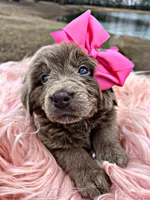 Quinn, a female Newfoundland for sale in Pikeville, TN – Photo 4 of 4