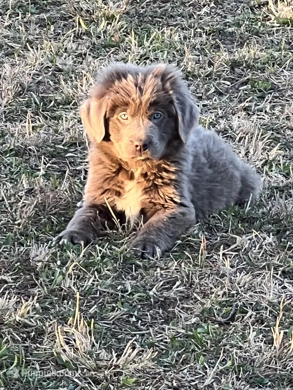 Quinn, a female Newfoundland for sale in Pikeville, TN – Photo 1 of 4