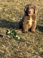 Quinn, a female Newfoundland for sale in Pikeville, TN – Photo 2 of 4
