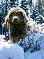 Wren, a female Newfoundland for sale in Pikeville, TN – Photo 6 of 7