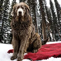 Wren, a female Newfoundland for sale in Pikeville, TN – Photo 7 of 7