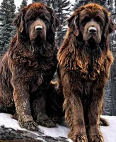 Wren, a female Newfoundland for sale in Pikeville, TN – Photo 4 of 7