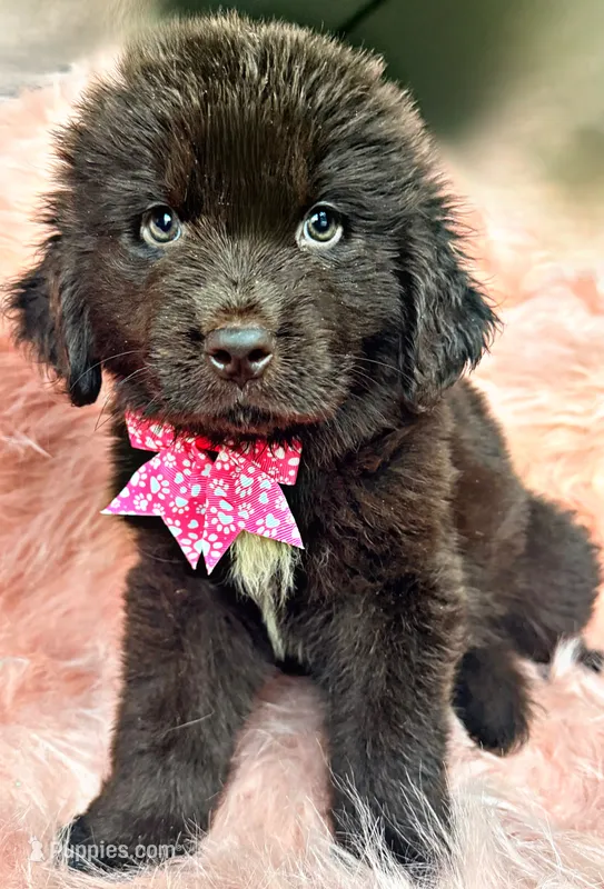 Homer – Newfoundland puppy for sale in Pikeville, TN